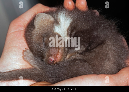 Europäischen Baummarder (Martes Martes), verwaist juvenile schlafen in Händen von einem Halter Stockfoto