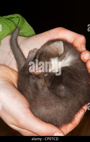 Europäischen Baummarder (Martes Martes), verwaist juvenile schlafen in Händen von einem Halter Stockfoto