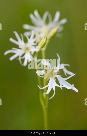 Wiese Campion, zerlumpt Robin (Lychnis Flos-Cuculi, Silene Flos-Cuculi), weiße Ragged Robin, Deutschland, Rheinland-Pfalz Stockfoto