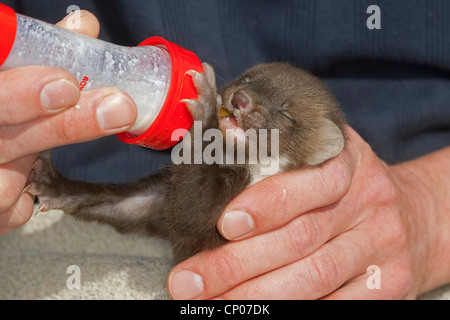 Europäischen Baummarder (Martes Martes), verwaiste juvenile Erziehung durch menschliche und Fütterung, Deutschland Stockfoto