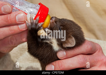 Europäischen Baummarder (Martes Martes), verwaiste juvenile Erziehung durch menschliche und Fütterung, Deutschland Stockfoto