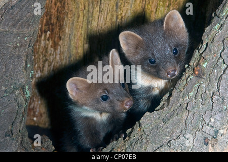 Europäischen Baummarder (Martes Martes), zwei Jugendliche in eine Baumhöhle, Deutschland Stockfoto