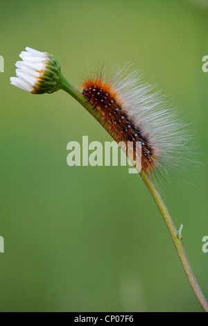 Der braune Bär (Arctia Caja), Raupe auf Daisy, Deutschland, Rheinland-Pfalz Stockfoto