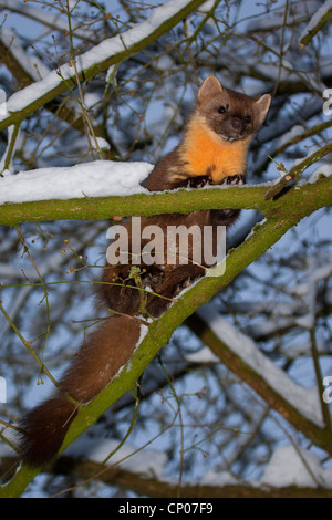 Europäischen Baummarder (Martes Martes), Baum, Deutschland begrenzt männlichen Klettern auf dem Schnee Stockfoto