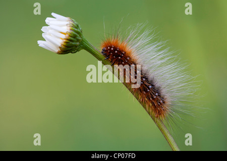 Der braune Bär (Arctia Caja), Raupe auf Daisy, Deutschland, Rheinland-Pfalz Stockfoto