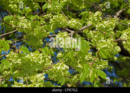 Scotch, Ulme, Wych Ulme (Ulmus Glabra, Ulmus Scabra), Zweig mit Früchten, Deutschland Stockfoto