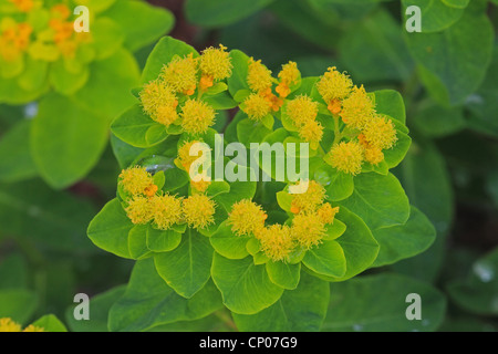 Holz-Wolfsmilch (Euphorbia Amygdaloides), blühen, Deutschland Stockfoto