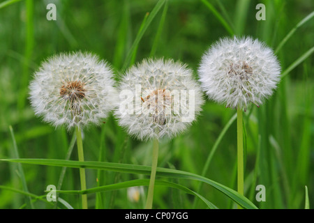 gemeinsamen Löwenzahn (Taraxacum Officinale), drei Infrutescences, Deutschland Stockfoto