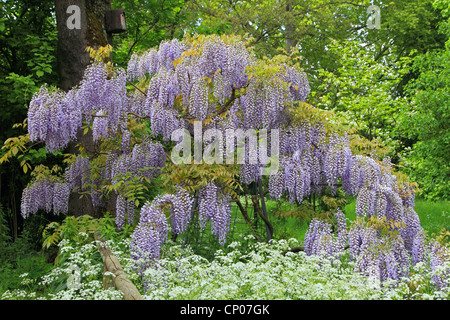 Chinesischer Blauregen (Wisteria Sinensis), blühen Stockfoto