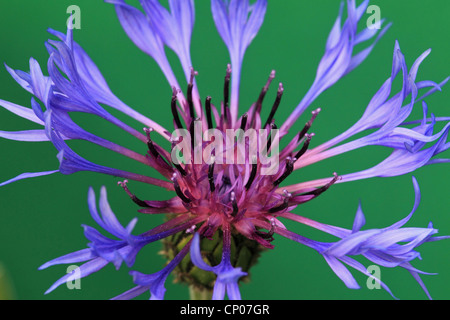 Montane Stern-Distel, ausdauernde Kornblume, Berg-Flockenblume (Centaurea Montana), Blütenstand, Deutschland Stockfoto