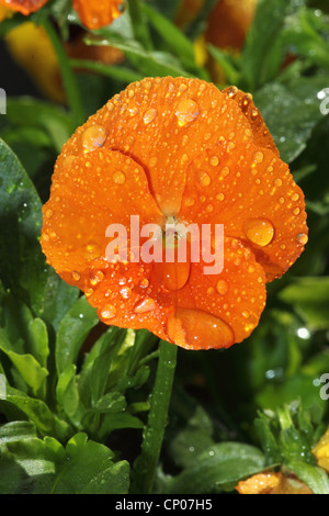 Stiefmütterchen, Stiefmütterchen-Veilchen (Viola X wittrockiana, Viola Wittrockiana, Viola Hybrida), Stiefmütterchen mit Wassertropfen Stockfoto