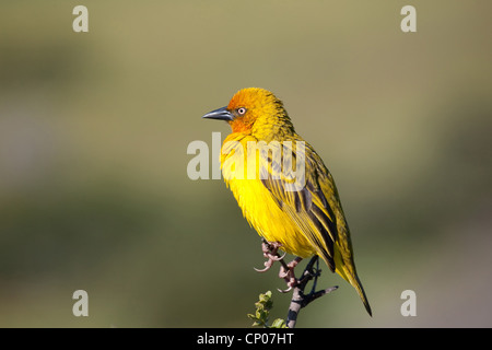 Kap-Weber (Ploceus Capensis), sitzt auf einem Ast, Südafrika, Eastern Cape, Addo Elephant National Park Stockfoto