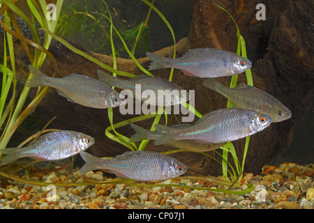 Bitterling (Rhodeus Amarus, Rhodeus Fühler, Rhodeus Fühler Amarus), Untiefe, Deutschland Stockfoto