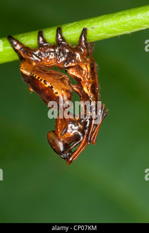 Hummer-Motte (Stauropus Fagi), junge Raupe in Verteidigung Haltung, Deutschland Stockfoto