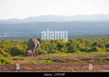 Afrikanischer Elefant (Loxodonta Africana), Elefant Kuh und Kalb verlassen ein Wasserloch, Südafrika, Eastern Cape, Addo Elephant National Park Stockfoto