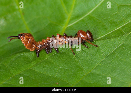 Hummer-Motte (Stauropus Fagi), junge Raupe sitzt auf einem Blatt, Deutschland Stockfoto