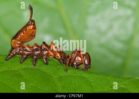 Hummer-Motte (Stauropus Fagi), junge Raupe sitzt auf einem Blatt, Deutschland Stockfoto