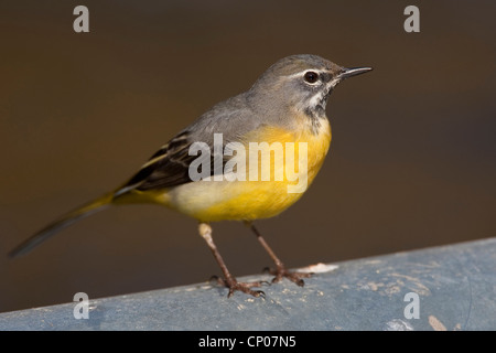 Gebirgsstelze (Motacilla Cinerea), sitzt auf einer Mauer, Deutschland Stockfoto