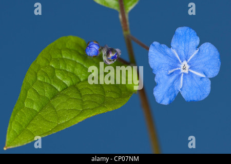 Navelwort, blau – Eyed Mary (Omphalodes Verna), blühen Stockfoto