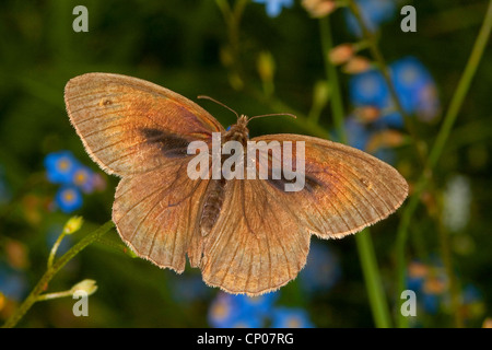 Wiese Braun (Maniola Jurtina, Epinephele Jurtina), Männchen auf Vergissmeinnicht, Deutschland Stockfoto