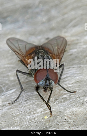 Gesicht fliegen, Herbst Stubenfliege (Musca Autumnalis), Male grooming, Deutschland Stockfoto