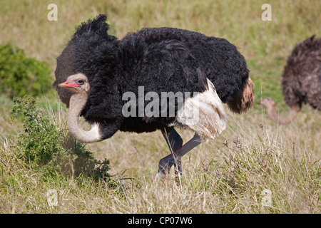 Strauß (Struthio Camelus), männliche läuft in Wiese, Südafrika, Eastern Cape, Addo Elephant National Park Stockfoto