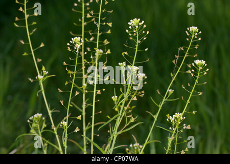 gemeinsamen Schäfers-Geldbörse (Capsella Bursa-Pastoris), mit Blumen und Früchten, Deutschland Stockfoto