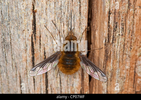 Große Biene Fliege (Bombylius großen), mit langen Saugnapf, Deutschland Stockfoto