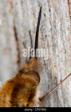 Große Biene Fliege (Bombylius großen), Macroshot der langen Sauger, Deutschland Stockfoto