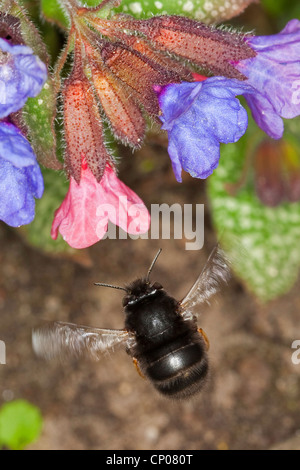 Gemeinsame zentrale europäische Blume Biene (Anthophora Acervorum, Anthophora Plumipes), fliegen nach einer Blume Pulmonaria, Deutschland Stockfoto