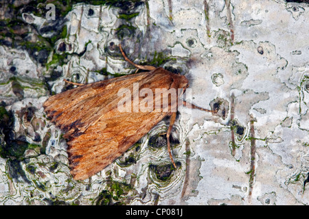 Rötliche Licht Bögen (Apameia Sublustris, Parastichtis Sublustris Hadena Sublustris), sitzen auf Rinde, Deutschland Stockfoto