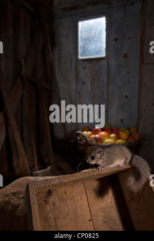 essbare Siebenschläfer, essbare bürgerliche Siebenschläfer, Fett Siebenschläfer, Eichhörnchen-tailed Siebenschläfer (Glis Glis), Klettern in einer alten Scheune, Deutschland, Rheinland-Pfalz Stockfoto