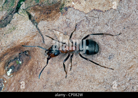 Waldameise (Formica Rufa), auf einem Baumstamm, Deutschland Stockfoto