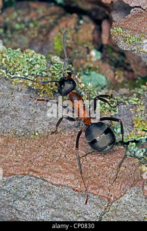 Waldameise (Formica Rufa), auf einem Baumstamm, Deutschland Stockfoto