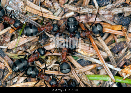 Waldameise (Formica Rufa), auf dem Boden, Deutschland Stockfoto
