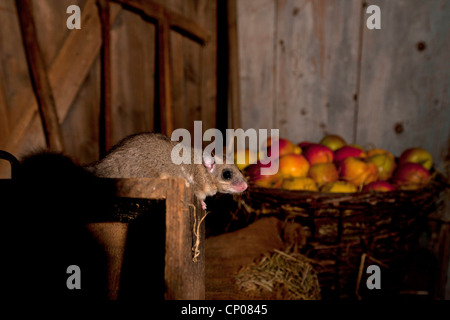 essbare Siebenschläfer, essbare bürgerliche Siebenschläfer, Fett Siebenschläfer, Eichhörnchen-tailed Siebenschläfer (Glis Glis), Klettern in einer alten Scheune, Deutschland, Rheinland-Pfalz Stockfoto