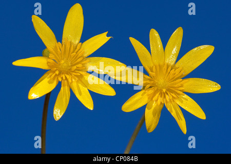 kleinen Schöllkraut, Fig-Wurzel Butter-Cup (Ranunculus Ficaria, Ficaria Verna), zwei Blumen auf blauem Hintergrund, Deutschland Stockfoto