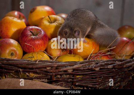 essbare Siebenschläfer, essbare bürgerliche Siebenschläfer, Fett Siebenschläfer, Eichhörnchen-tailed Siebenschläfer (Glis Glis), sitzen in einem Korb mit Äpfeln, Deutschland, Rheinland-Pfalz Stockfoto