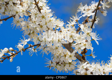 Schlehe, Schlehe (Prunus Spinosa), blühende Zweige, Deutschland Stockfoto