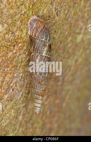 Gemeinsame Tür Schnecke, Thames Tür Schnecke (Alinda Biplicata, Balea Biplicata, Laciniaria Biplicata), auf Rinde, Deutschland Stockfoto