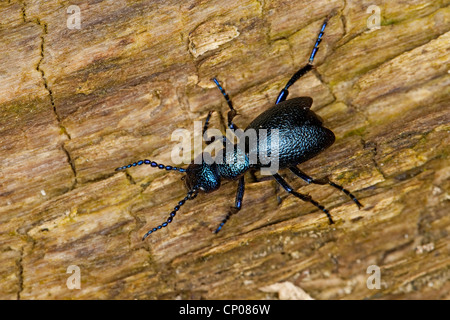 Öl-Käfer, Blister Käfer, Europäische Öl-Käfer (Meloe proscarabaeus), sitzen auf Holz, Deutschland Stockfoto