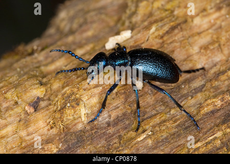 Öl-Käfer, Blister Käfer, Europäische Öl-Käfer (Meloe proscarabaeus), sitzen auf Holz, Deutschland Stockfoto