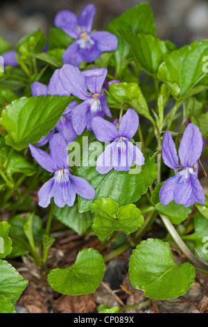 frühe Hund-Veilchen (Viola Reichenbachiana), blühen, Deutschland Stockfoto