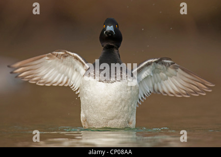 Reiherenten (Aythya Fuligula), mit Flügeln, Deutschland, Nordrhein-Westfalen Stockfoto