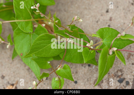 Buchweizen, Klettern schwarz Ackerwinde (Fallopia Convolvulus, Polygonum Convolvulus, Bilderdykia Convolvulus), Deutschland Stockfoto