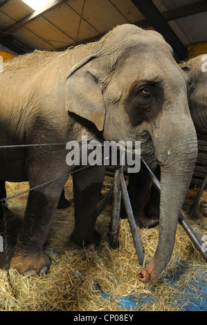 Indischer Elefant (Elephas Maximus Indicus, Elephas Maximus Bengalensis), in einem engen Stall, Stockfoto