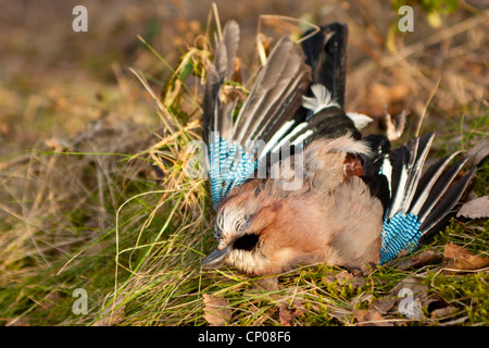 Jay (Garrulus Glandarius), tot, auf Boden, Deutschland, Rheinland-Pfalz Stockfoto