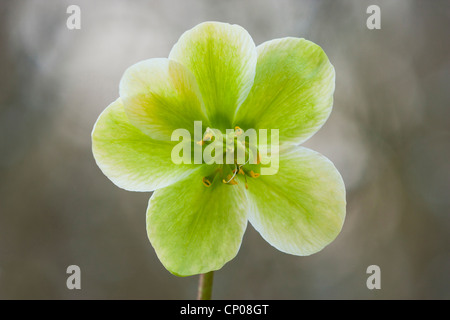 schwarze Nieswurz (Helleborus Niger), Blume bei Gegenlicht, Deutschland Stockfoto