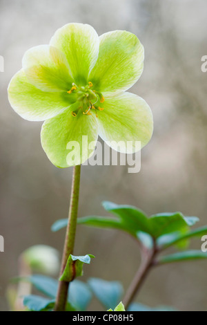 schwarze Nieswurz (Helleborus Niger), Blume bei Gegenlicht, Deutschland Stockfoto