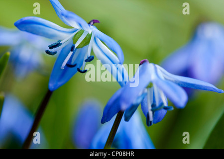 Sibirische Scilla, Sibirischer Blaustern (Scilla Siberica (Falsch: Scilla Sibirica)), blühende Stockfoto